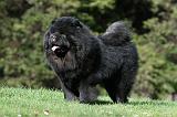 CHOW CHOW 623
